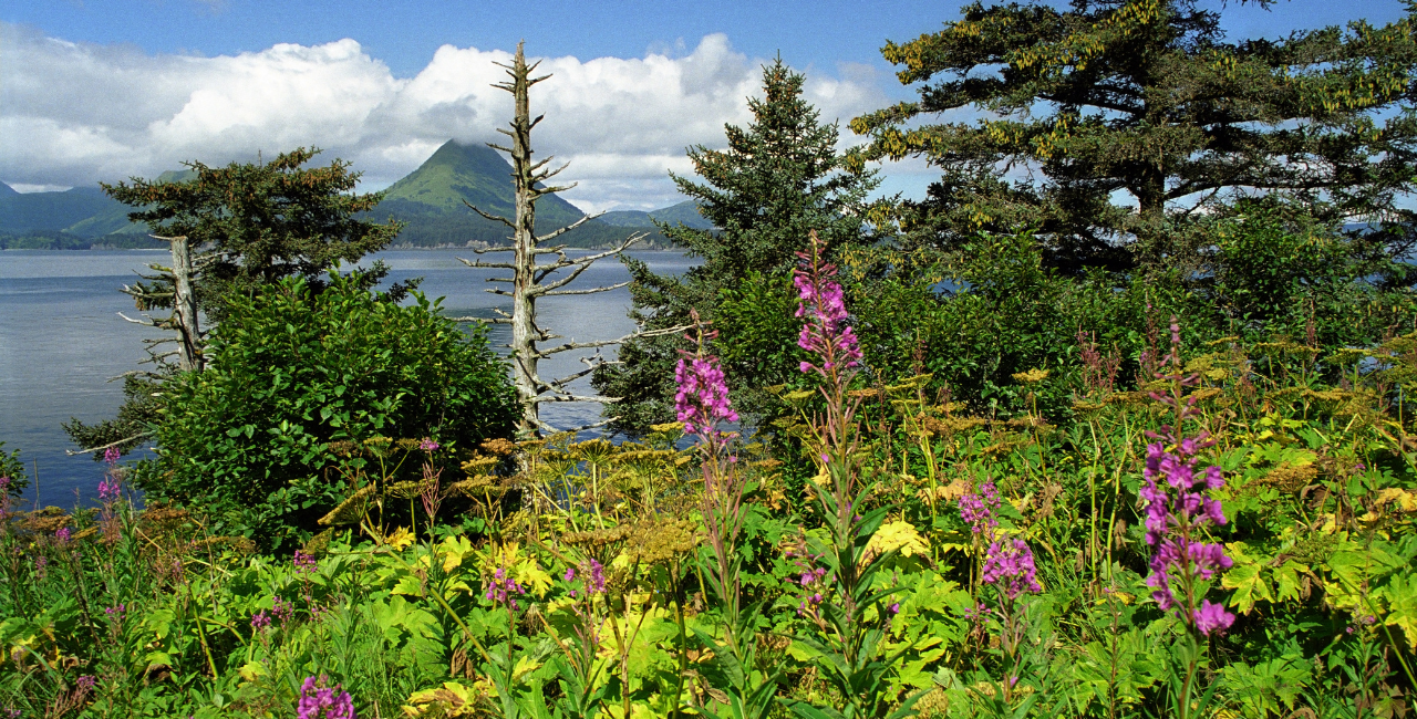 Alaska Peninsula Montane Taiga One Earth   Monashka Bay Kodiak Island Alaska CC 